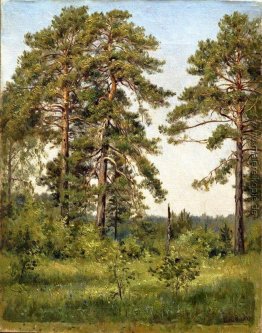 Rand der Pinienwald Rand der Pinienwald