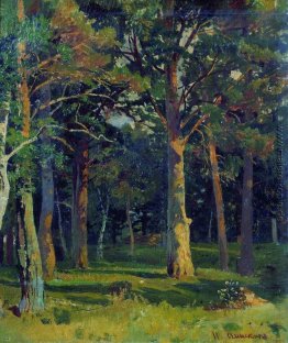 Wald, Pinien Wald, Pinien