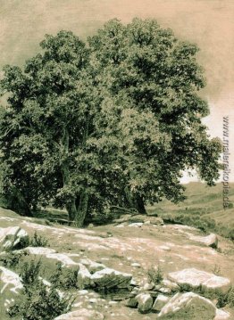 Krim-Nußbaum Krim-Nußbaum