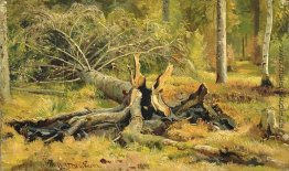 Umgestürzten Baum. Siverskaya Umgestürzten Baum. Siverskaya