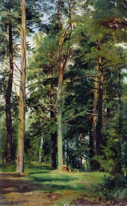 Wiese mit Pinien Wiese mit Pinien