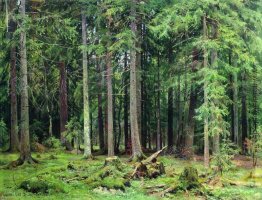 Wald in Mordvinovo Wald in Mordvinovo