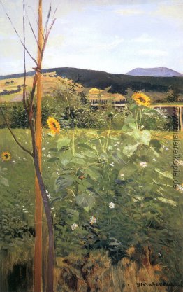 Sonnenblumen Sonnenblumen