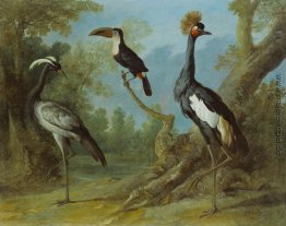 Demoiselle-Kran, Toucan und Tufted Crane Demoiselle-Kran, Toucan und Tufted Crane