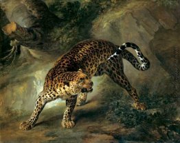 Leopard Leopard