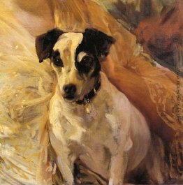 Porträt eines Jack-Russell- Porträt eines Jack-Russell-