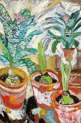 Amaryllis Amaryllis