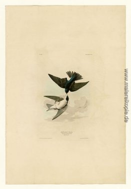 Platte 98 White-bellied Swallow Platte 98 White-bellied Swallow