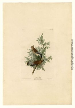 Platte 43 Cedar Vogel Platte 43 Cedar Vogel