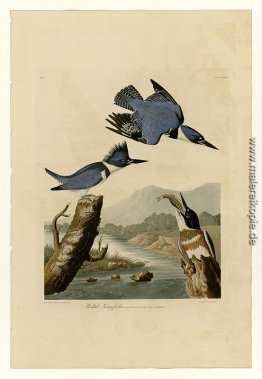 Platte 77 umgeschnallte Eisvogel Platte 77 umgeschnallte Eisvogel