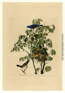 Platte 122 Blauer Grosbeak Platte 122 Blauer Grosbeak