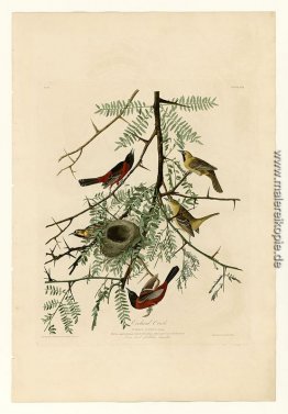 Platte 42 Orchard Oriole Platte 42 Orchard Oriole