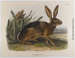 California Hare California Hare