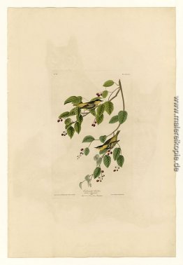 Platte 60 Sprudel Warbler Platte 60 Sprudel Warbler