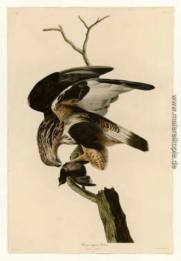Platte 166 Rauhfuss Falcon Platte 166 Rauhfuss Falcon