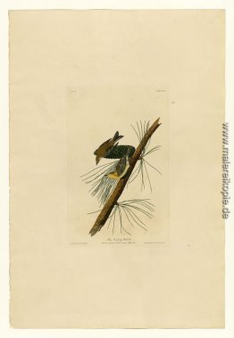 Platte 140 Pine Creeping Warbler Platte 140 Pine Creeping Warbler