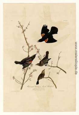 Platte 67 Red-winged Starling oder Marsh Blackbird Platte 67 Red-winged Starling oder Marsh Blackbird