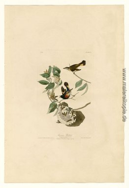 Platte 40 American Redstart Platte 40 American Redstart