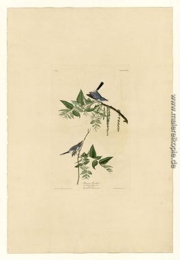 Platte 84 Blau-Grau Fliegenfänger Platte 84 Blau-Grau Fliegenfänger