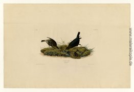 Platte 99 Kuh-pen-Vogel Platte 99 Kuh-pen-Vogel