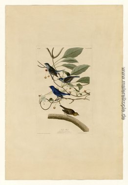 Platte 74 Indigo Vogel Platte 74 Indigo Vogel