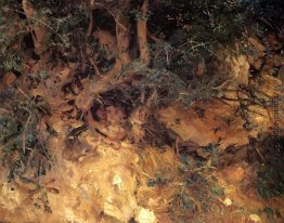 Valdemosa, Mallorca Disteln und Kraut auf einem Abhang Valdemosa, Mallorca Disteln und Kraut auf einem Abhang