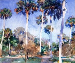 Palms Palms