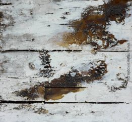 Naturgeschichte Naturgeschichte