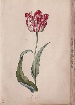 Tulpe Tulpe