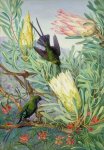 Marianne North Marianne North