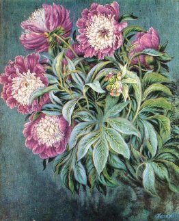 Pfingstrosen Pfingstrosen