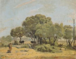 Olivenbäume in Spanien Olivenbäume in Spanien