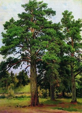 Kiefer ohne die Sonne. Mary-Howe Kiefer ohne die Sonne. Mary-Howe