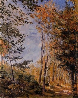 Herbstwald Herbstwald