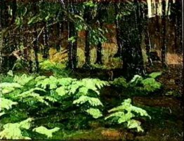 Ferns Ferns