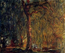 Trauerweide Trauerweide