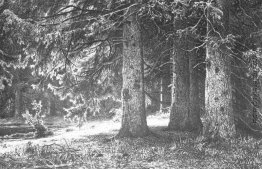 Fir im Schuwalow Park Fir im Schuwalow Park