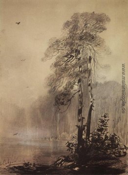 Kiefern auf den Ufern des Sees Kiefern auf den Ufern des Sees