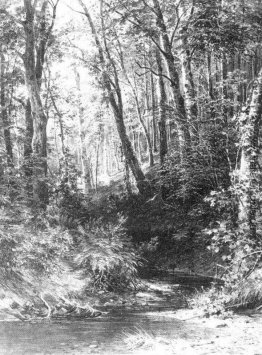 Forest Stream Forest Stream