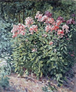 Phlox auf Kurs Phlox auf Kurs