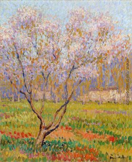 Bäume in der Blüte Bäume in der Blüte