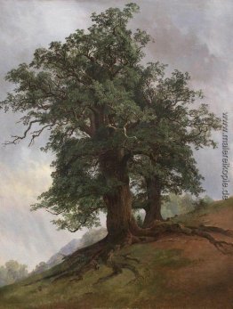 Alte Eiche Alte Eiche