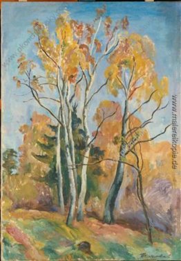 Birken im Herbst Birken im Herbst