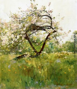 Pfirsich-Blüten - Villiers-le-Bel Pfirsich-Blüten - Villiers-le-Bel