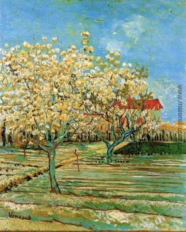 Blühender Obstgarten Blühender Obstgarten