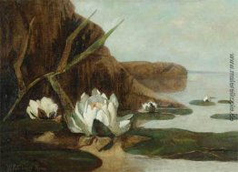 Wasserlilien Wasserlilien