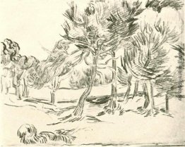 Eine Gruppe von Pine Trees Eine Gruppe von Pine Trees