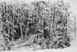 Im Laubwald Im Laubwald