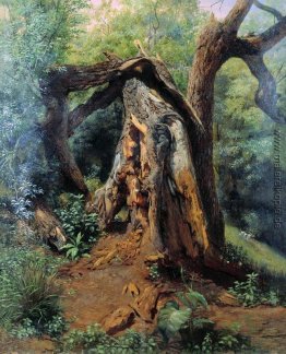 Ein alter Baum Ein alter Baum