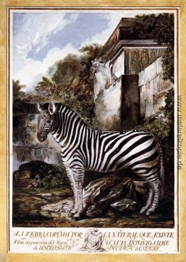 Zebra Zebra